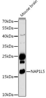 Western Blot: NAP1L5 AntibodyAzide and BSA Free [NBP2-94432]